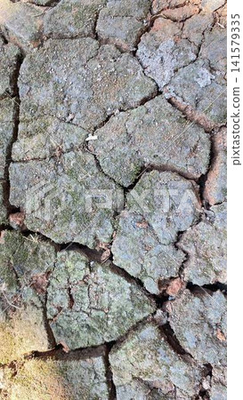 Dry Cracked Earth Texture Dry Cracked Earth Texture 141579335