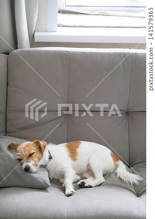 Jack Russell terrier dog sleeping on couch at home living Jack Russell terrier dog sleeping on couch at home living 141579365