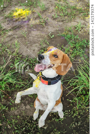 Beagle dog with colorful holi powder on fur sitting on grass. Beagle dog with colorful holi powder on fur sitting on grass. 141579374