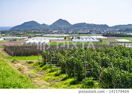 鹿兒島縣指宿市一片寧靜的鄉村景色。 鹿兒島縣指宿市一片寧靜的鄉村景色。 141579409
