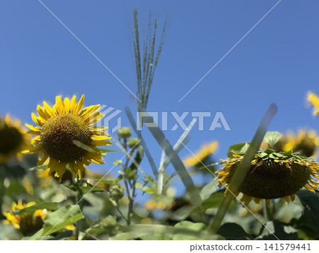 Blue sky and sunflower Blue sky and sunflower 141579441