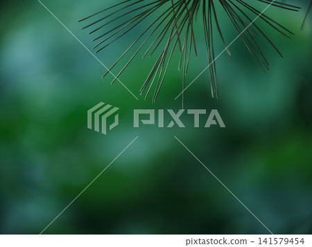 A dreamy, Japanese-style background texture featuring bokeh of pine needles and deep green lotus leaves. A dreamy, Japanese-style background texture featuring bokeh of pine needles and deep green lotus leaves. 141579454