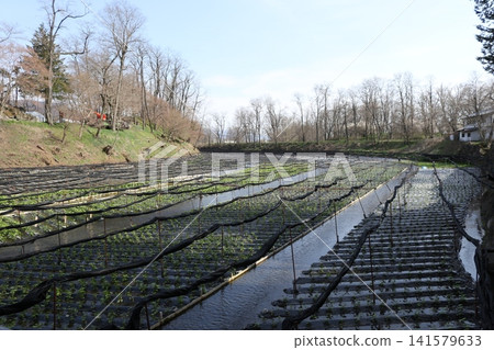 Springtime scenery of the wasabi fields at Daio Wasabi Farm Springtime scenery of the wasabi fields at Daio Wasabi Farm 141579633