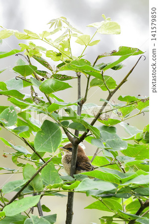 莫斯中國 莫斯中國 141579850