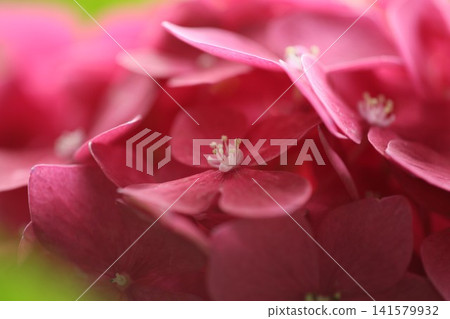 Red hydrangea Red hydrangea 141579932