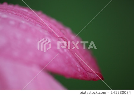 粉紅色花瓣上的水滴 141580084