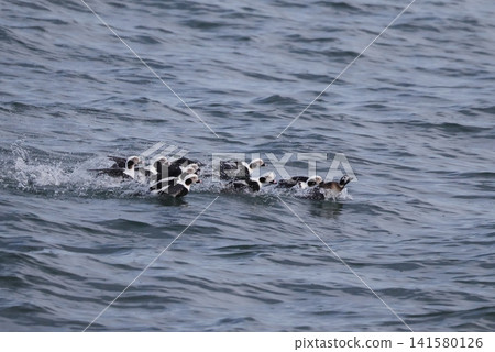 A flock of male long-tailed ducks chasing a single female. A flock of male long-tailed ducks chasing a single female. 141580126