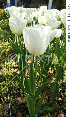 White tulips blooming in the sunlight of fresh green leaves White tulips blooming in the sunlight of fresh green leaves 141580139