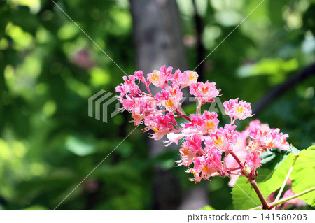 Safflower chestnut Safflower chestnut 141580203