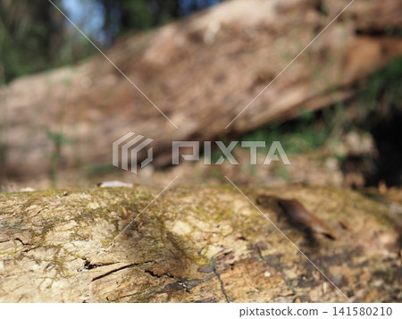 I find art in tree bark. Copy space, texture, natural art, color. I find art in tree bark. Copy space, texture, natural art, color. 141580210