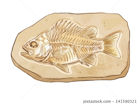 一張令人垂涎欲滴的化石(魚類化石)插圖 一張令人垂涎欲滴的化石(魚類化石)插圖 141580321