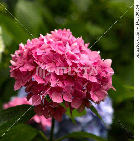 Red hydrangea Red hydrangea 141580354