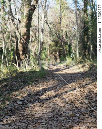 A path covered in fallen leaves, an invitation to a tree-shaded trail, copy space, background, forest path A path covered in fallen leaves, an invitation to a tree-shaded trail, copy space, background, forest path 141580375