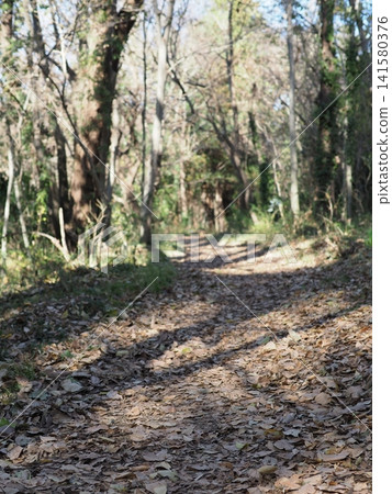 A path covered in fallen leaves, an invitation to a tree-shaded trail, copy space, background, forest path A path covered in fallen leaves, an invitation to a tree-shaded trail, copy space, background, forest path 141580376