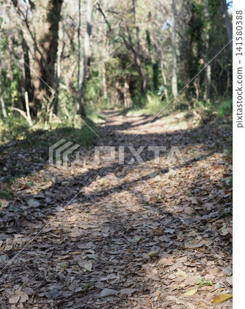 A path covered in fallen leaves, an invitation to a tree-shaded trail, copy space, background, forest path A path covered in fallen leaves, an invitation to a tree-shaded trail, copy space, background, forest path 141580388