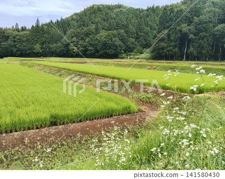 Scenery with rice field 141580430