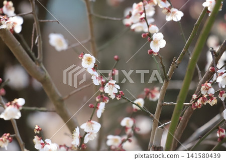 White plum blossoms blooming in early spring 141580439
