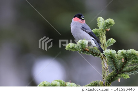 A male bullfinch perched on a coniferous tree A male bullfinch perched on a coniferous tree 141580440