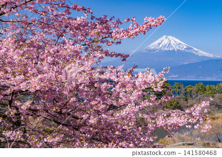 透過伊豆縣井田市的河津櫻花,可以看到春日的富士山。 透過伊豆縣井田市的河津櫻花,可以看到春日的富士山。 141580468