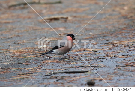 A male bullfinch foraging on the ground. A male bullfinch foraging on the ground. 141580484