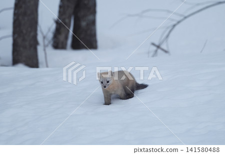 Ezo sable searching for food in a snowfield 141580488