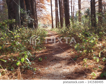 沿著秋日的森林小徑漫步，徠徉在林間小徑，樹蔭掩映，背景優美，步道開闊，盡情享受大自然的美好！ 141580495