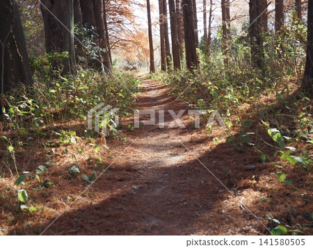 沿著秋日的森林小徑漫步,徠徉在林間小徑,樹蔭掩映,背景優美,步道開闊,盡情享受大自然的美好! 沿著秋日的森林小徑漫步,徠徉在林間小徑,樹蔭掩映,背景優美,步道開闊,盡情享受大自然的美好! 141580505