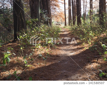 Walking along autumn forest paths, strolling along wooded trails, coppy space, background, walking trails, enjoying nature to the fullest!!! Walking along autumn forest paths, strolling along wooded trails, coppy space, background, walking trails, enjoying nature to the fullest!!! 141580507