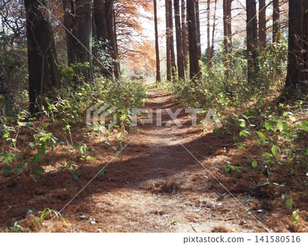Walking along autumn forest paths, strolling along wooded trails, coppy space, background, walking trails, enjoying nature to the fullest!!! Walking along autumn forest paths, strolling along wooded trails, coppy space, background, walking trails, enjoying nature to the fullest!!! 141580516