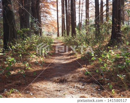 Walking along autumn forest paths, strolling along wooded trails, coppy space, background, walking trails, enjoying nature to the fullest!!! Walking along autumn forest paths, strolling along wooded trails, coppy space, background, walking trails, enjoying nature to the fullest!!! 141580517