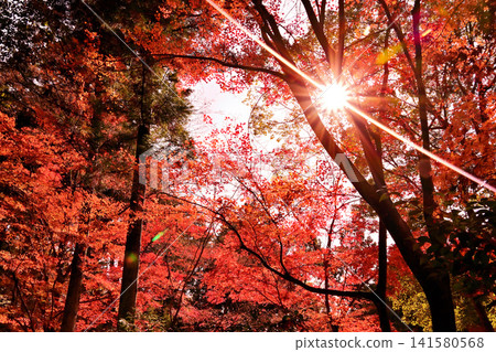 紅葉山的秋葉真美 紅葉山的秋葉真美 141580568