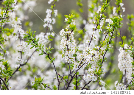 Delicate white blossoms cluster along slender dark branches with fresh green leaves Delicate white blossoms cluster along slender dark branches with fresh green leaves 141580721