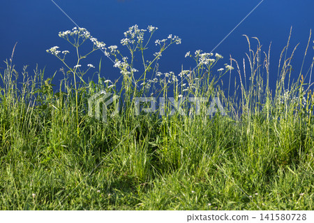 Wild white wildflowers rise above tall green grass along a calm deep-blue pond shoreline Wild white wildflowers rise above tall green grass along a calm deep-blue pond shoreline 141580728