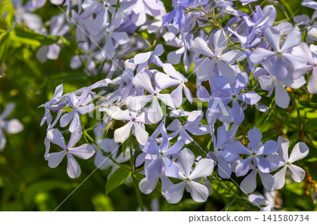 Delicate lavender phlox blooms create a soft carpet of star-shaped flowers Delicate lavender phlox blooms create a soft carpet of star-shaped flowers 141580734