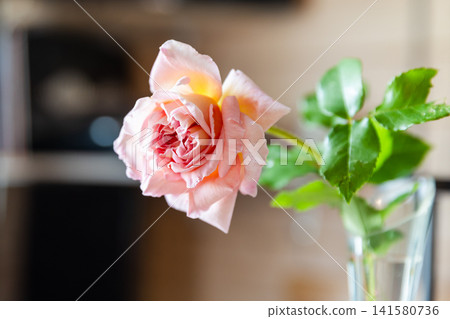 A single pink rose in a glass vase, its delicate petals and glossy green leaves A single pink rose in a glass vase, its delicate petals and glossy green leaves 141580736