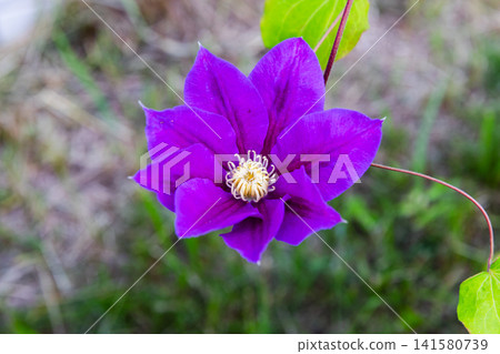 Clematis viticella, a vivid purple clematis bloom with bright yellow stamen Clematis viticella, a vivid purple clematis bloom with bright yellow stamen 141580739