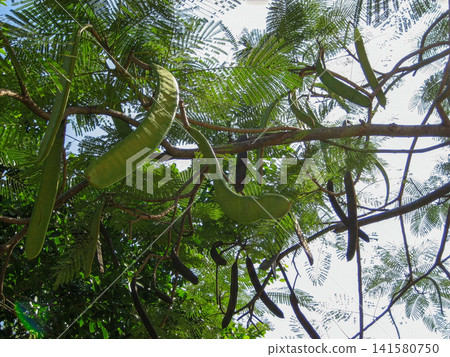 Green bean pods of the royal poinciana tree (Delonix regia) found in Tainan, Taiwan. Green bean pods of the royal poinciana tree (Delonix regia) found in Tainan, Taiwan. 141580750