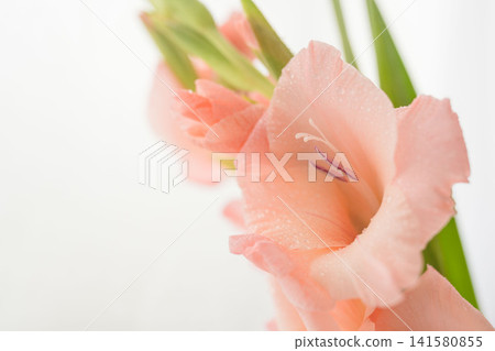 鮭粉色劍蘭花的室內微距攝影 02 141580855