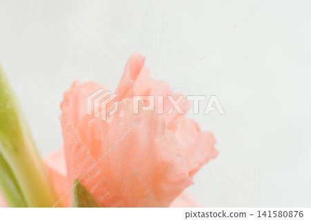 Macro indoor photography of salmon pink gladiolus flowers 23 141580876