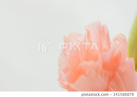 Macro indoor photography of salmon pink gladiolus flowers (25) Macro indoor photography of salmon pink gladiolus flowers (25) 141580879