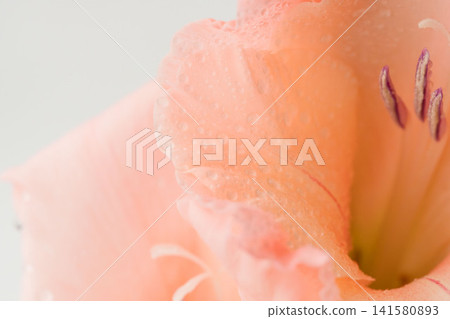 Macro indoor photography of salmon pink gladiolus flowers (40) Macro indoor photography of salmon pink gladiolus flowers (40) 141580893