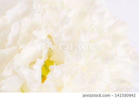 白色背景上的白色洋桔梗花微距攝影(166) 白色背景上的白色洋桔梗花微距攝影(166) 141580942