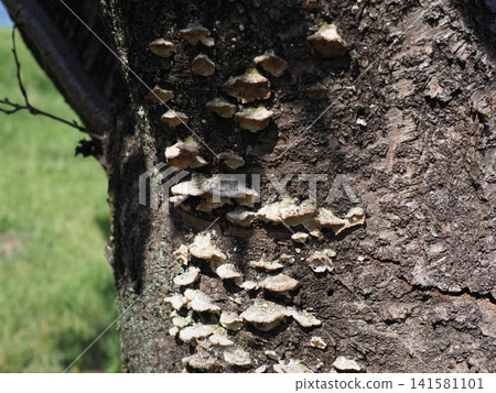 Mushrooms growing on trees; bark art; background; copy space; bark texture Mushrooms growing on trees; bark art; background; copy space; bark texture 141581101