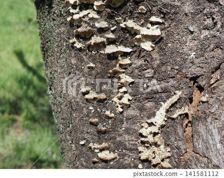 Mushrooms growing on trees; bark art; background; copy space; bark texture Mushrooms growing on trees; bark art; background; copy space; bark texture 141581112