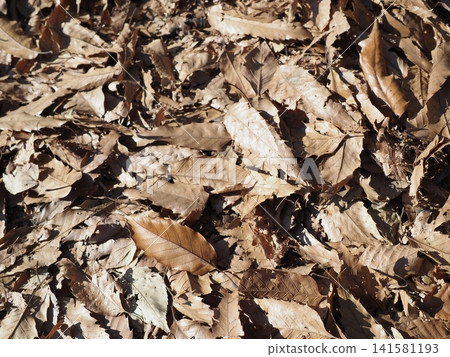 Art of fallen leaves: Texture, background, copy space, enjoy the patterns of fallen leaves. Art of fallen leaves: Texture, background, copy space, enjoy the patterns of fallen leaves. 141581193