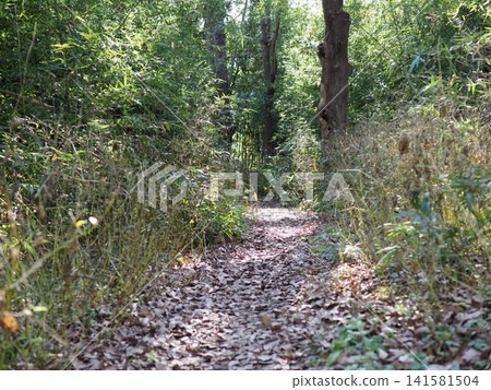 A hiking trail with sunlight filtering through the trees; a forest walk; the art of shadows and light in the forest; copy space; background. A hiking trail with sunlight filtering through the trees; a forest walk; the art of shadows and light in the forest; copy space; background. 141581504