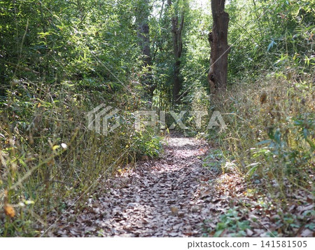 A hiking trail with sunlight filtering through the trees; a forest walk; the art of shadows and light in the forest; copy space; background. A hiking trail with sunlight filtering through the trees; a forest walk; the art of shadows and light in the forest; copy space; background. 141581505