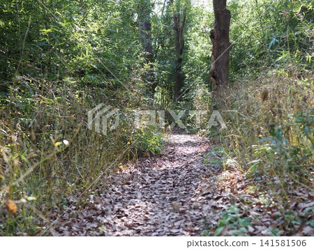 A hiking trail with sunlight filtering through the trees; a forest walk; the art of shadows and light in the forest; copy space; background. A hiking trail with sunlight filtering through the trees; a forest walk; the art of shadows and light in the forest; copy space; background. 141581506