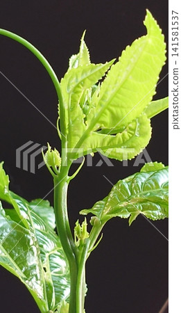 植物生長點的外觀 植物生長點的外觀 141581537