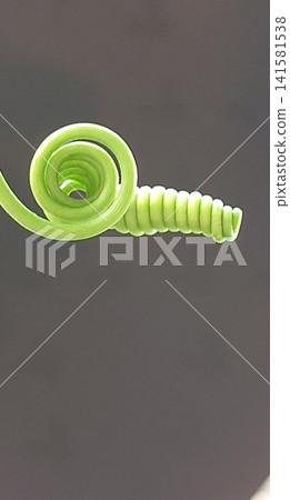植物藤蔓末端捲曲的狀態。 植物藤蔓末端捲曲的狀態。 141581538